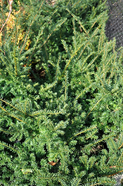 Taxus x media 'Fairview' 